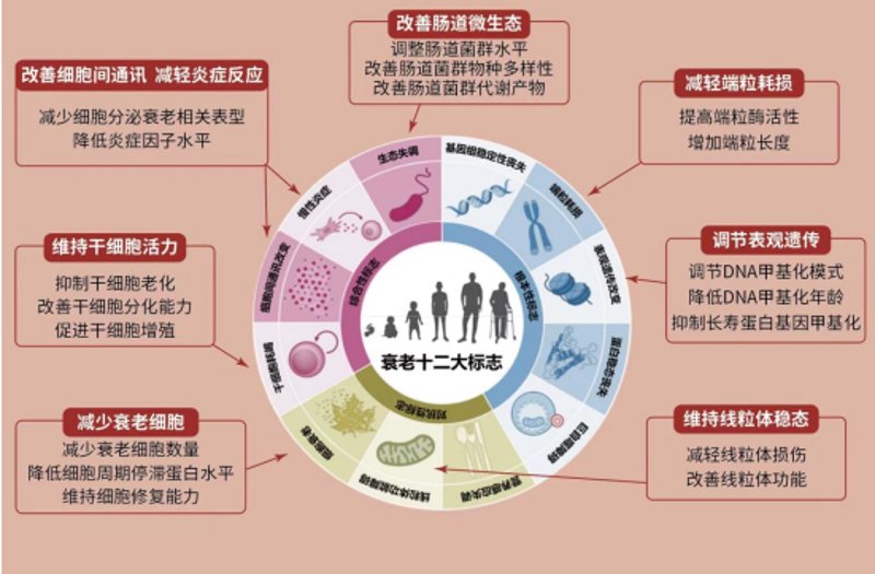 如何为长辈编织健康的防护网:老年疾病预防选购指南